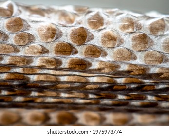 Snake Skin (Vipera Aspis) Ecdysis