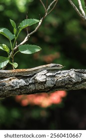 A snake is slithering on the tree