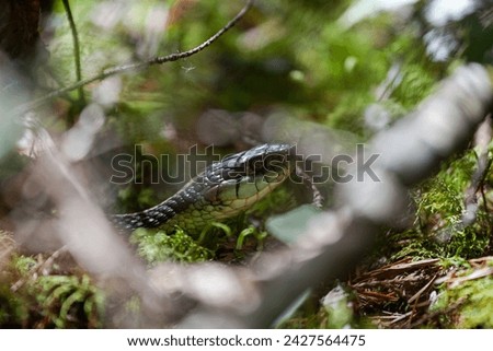 Snake slithering in the woods