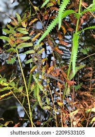 Snake In South Florida Park