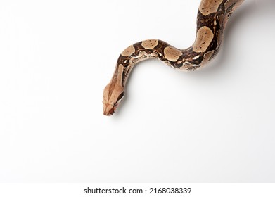 A Snake With Spotted Skin Crawls On A Light Background. The Boa Is Crawling