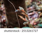 Snake in Sri Lanka -
Endemic reptile in Sinharaja forest