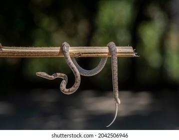 848 Snake Sunbathing Images, Stock Photos & Vectors | Shutterstock