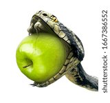 Snake swallows a green apple on a white background