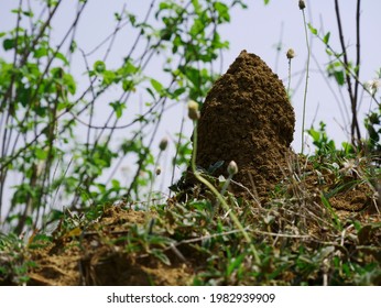 Snake Termite Mound Nest Made By Soil Around Natural Environment