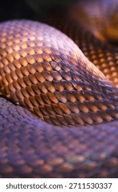 Snake texture close-up. Snake print. Python's skin is anthracite in color. Close-up for background and wallpaper.