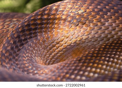 Snake texture close-up. Snake print. Python's skin is anthracite in color. Close-up for background and wallpaper.