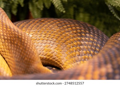 Snake texture close-up. Snake print. Python's skin is anthracite in color. Close-up of the reptilian skin for background and wallpaper.