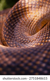 Snake texture close-up. Snake print. Python's skin is anthracite in color. Close-up for background and wallpaper. Multi-colored texture. Close-up.