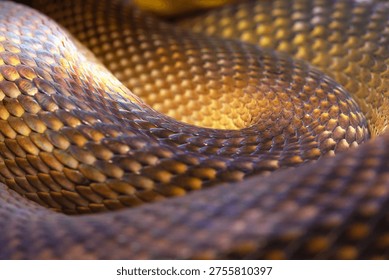 Snake texture close-up. Snake print. Python's skin is anthracite in color. Close-up for background and wallpaper.