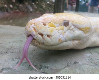 Snake Tongue 