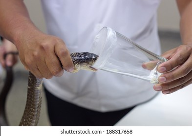  Snake Venom