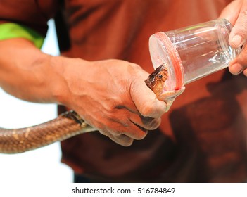 Snake Venom