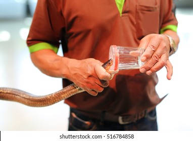 Snake Venom