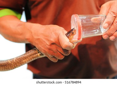 Snake Venom