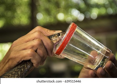 Snake Venomous Nervous System Show Extraction Stock Photo 639515446 ...