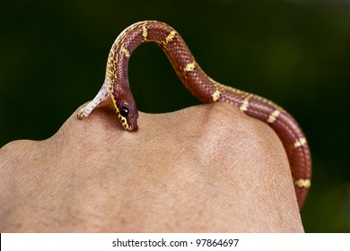 Snakebite - A Snake Biting On Hand