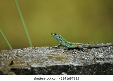 Snake-eyed Lizard (elegans)  Ophisops elegans, commonly known as the snake-eyed lizard, is a species of lizard in the Lacertidae family.