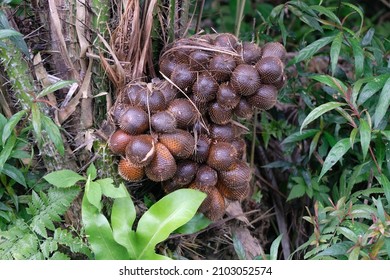 1,379 Snakefruit Images, Stock Photos & Vectors | Shutterstock