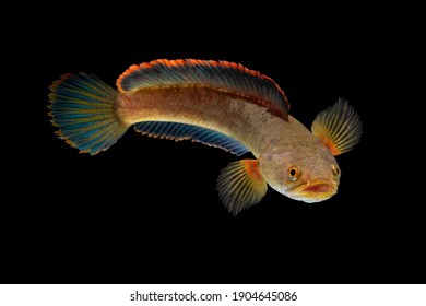 Snakehead Channa Fish . Alive Snake Fish Isolated On Black Background