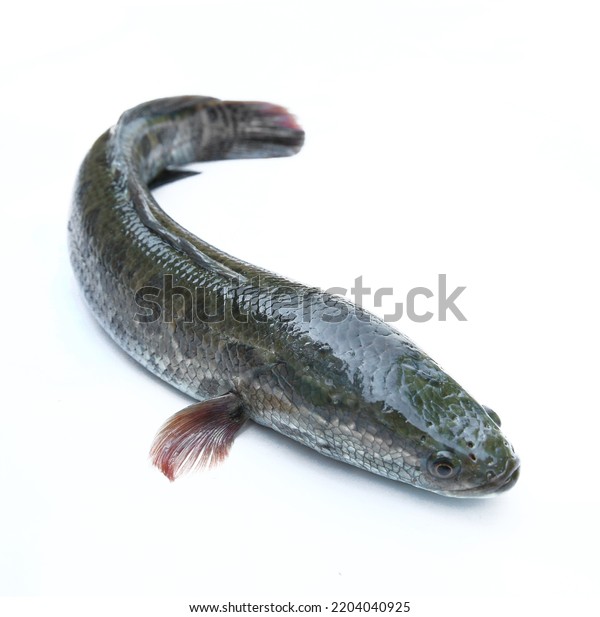 Snakehead Channa Ophiocephalus Argus Asian Fish Stock Photo 2204040925 ...