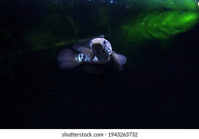 Gambar ikan channa asiatica