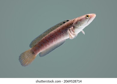 Snakehead Fish .Channa Pulchra Is A Species Of Snakehead Fish In The Family Channidae Which Is Native To Myanmar.