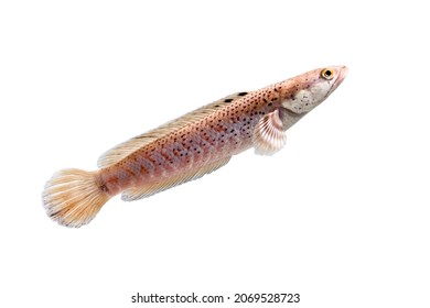 Snakehead Fish .Channa Pulchra Is A Species Of Snakehead Fish In The Family Channidae Which Is Native To Myanmar.