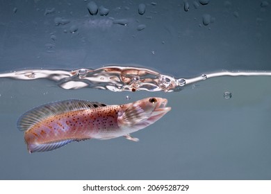 Snakehead Fish .Channa Pulchra Is A Species Of Snakehead Fish In The Family Channidae Which Is Native To Myanmar.