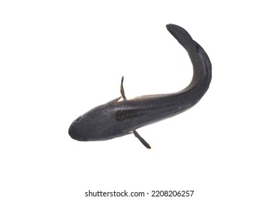 880 Giant Snakehead Images, Stock Photos & Vectors | Shutterstock