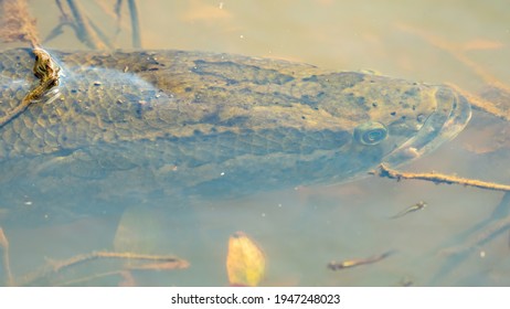 Snakehead Fish On The Lake