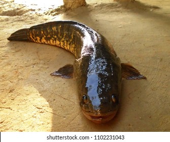 5,206 Snakehead fish Images, Stock Photos & Vectors | Shutterstock