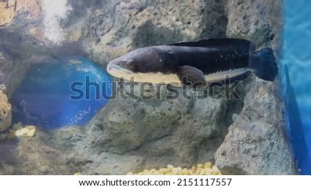 Snakehead or freshwater fish in the aquarium. (Channa micropeltes)