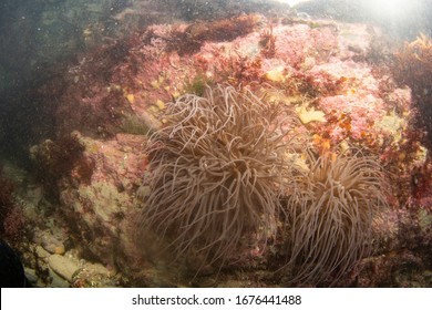 Snakelocks Anemone In A Rockpool