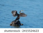Snakeneck. The anhinga, sometimes called snakebird, darter, American darter, or water turkey, is a water bird that lives in warm regions of the Americas.