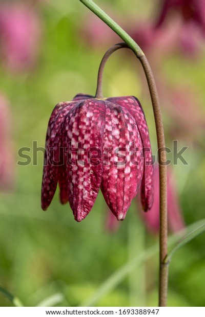 Snake\'s head\
fritillary flower, photographed at Eastcote House Gardens, London\
Borough of Hillingdon, UK in\
spring.