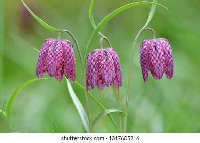 Snake's Head Fritillary, Fritillaria Meleagris 