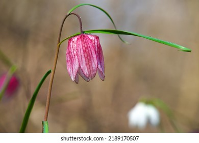 Snake's Head Fritillary (Fritillaria meleagris) with the morning dew. Fritillaria meleagris or snake's head fritillary or chess flower is an endangered species. - Powered by Shutterstock