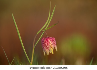 Snake's head fritillary (fritillaria meleagris) or chequered daffodil, flower and leaves against a green spring background with blurry bokeh lights. - Powered by Shutterstock