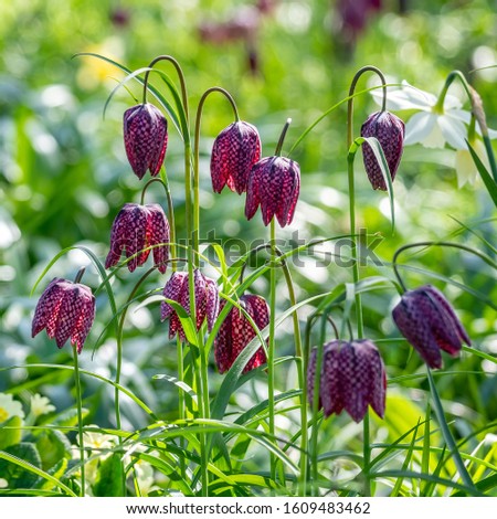 Snake's head fritillary (Fritillaria meleagris) and other springtime flowers
