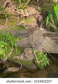 Snakes Mating In A Beautiful Creek