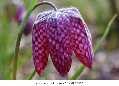 Snakeshead Fritillary Flower Close Up