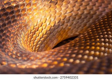 Snakeskin surface texture close-up for background and wallpaper. Anthracite python skin. Bright snake skin.