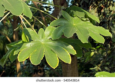 Snakewood's Large Leaves(Cecropia Peltata)