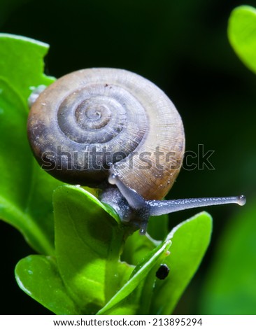 Similar – Foto Bild Gartenschnecke IX Blatt