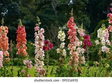 Snap Dragon Flower Antirrhinum Majus Blooming Stock Photo 395516935 ...