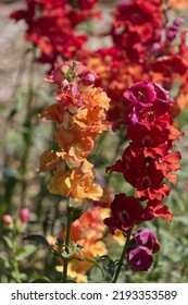 Snap Dragons In A Garden