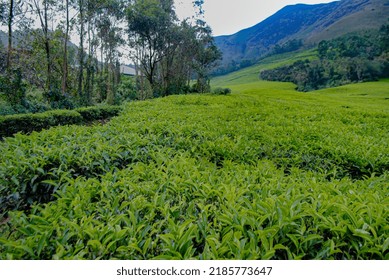 Snap Of Munnar Tea Plantation