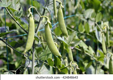 Snap Pea
