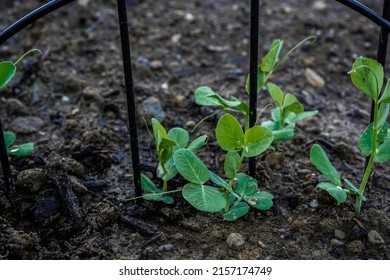 Snap pea beginning to emerge from ground. Young plants, seedlings.